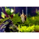 Улитка Хелена (Anentome helena)