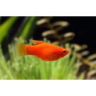 Пецилия (Xiphophorus maculatus)