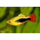 Пецилия (Xiphophorus maculatus)