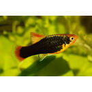 Пецилия (Xiphophorus maculatus)