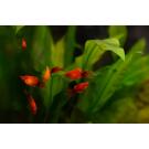 Пецилия (Xiphophorus maculatus)