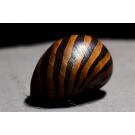 Улитка неретина Батик