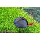 Улитка неретина Батик