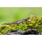 Тритон Испанский