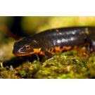 Тритон Испанский