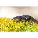 Тритон Испанский