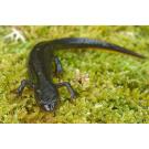 Тритон Испанский