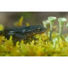 Тритон Испанский