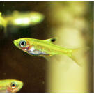 Тетра Пристелла GLO (Pristella maxillaris Glo)