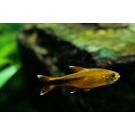 Тетра Медная (Hasemania Nana Silver) 2см