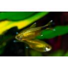 Тетра Медная (Hasemania Nana Silver) 2см