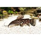 Сом Таракатум (Hoplosternum thoracatum) 3-4см