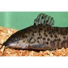 Сом Таракатум (Hoplosternum thoracatum) 3-4см