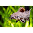 Сом Таракатум (Hoplosternum thoracatum) 3-4см