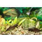 Сом Таракатум (Hoplosternum thoracatum) 3-4см