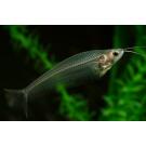 Сом Стеклянный (Kryptopterus bicirrhis Ghost Glass Catfish)  5-6 см