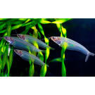 Сом Стеклянный (Kryptopterus bicirrhis Ghost Glass Catfish)  5-6 см