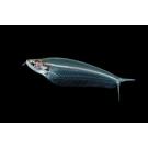 Сом Стеклянный (Kryptopterus bicirrhis Ghost Glass Catfish)  5-6 см