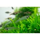 Сом Стеклянный (Kryptopterus bicirrhis Ghost Glass Catfish)  5-6 см