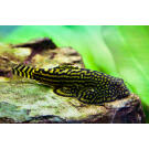 Сом Севилья Линеолата (Sewellia lineolata)