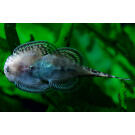 Сом Севилья Линеолата (Sewellia lineolata)