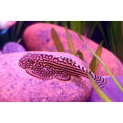 Сом Севилья Линеолата (Sewellia lineolata)