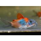 Сом Коридорас Венесуэла Оранж (Corydoras venezuelanus)