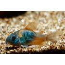 Сом Коридорас Венесуэла Оранж (Corydoras venezuelanus)