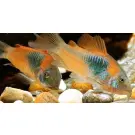 Сом Коридорас Венесуэла Оранж (Corydoras venezuelanus)