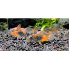 Сом Коридорас Венесуэла Оранж (Corydoras venezuelanus)