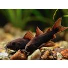 Сом Коридорас Венесуэла Блэк (Corydoras venezuelanus)