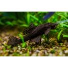 Сом Анциструс (Ancistrus dolichopterus) 2,5-3,5см