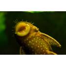 Сом Анциструс (Ancistrus dolichopterus) 2,5-3,5см