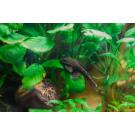 Сом Анциструс (Ancistrus dolichopterus) 2,5-3,5см