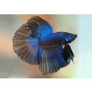 Петушок Самец 5-6см (Betta)