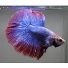 Петушок Самец 5-6см (Betta)