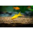 Моллинезия (Mollienesia) Желтая