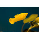 Моллинезия (Mollienesia) Желтая