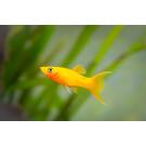 Моллинезия (Mollienesia) Желтая