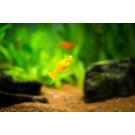 Моллинезия (Mollienesia) Желтая