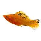 Моллинезия (Mollienesia) Желтая