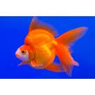 Золотая рыбка (Carassius auratus) Риукин