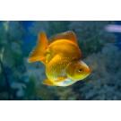 Золотая рыбка (Carassius auratus) Риукин