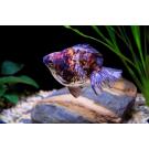 Золотая рыбка (Carassius auratus) Риукин