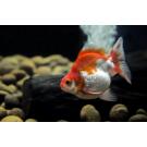 Золотая рыбка (Carassius auratus) Риукин