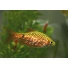 Барбус Огненный (Barbus Red Fire)