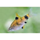 Барбус Огненный (Barbus Red Fire)