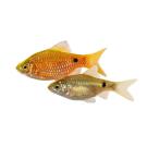 Барбус Огненный (Barbus Red Fire)