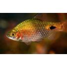 Барбус Огненный (Barbus Red Fire)