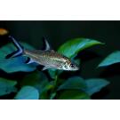 Акулий Барбус (Balantiocheilos melanopterus)